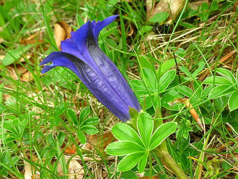 Gentiana acaulis (=kochiana) / Genziana di Koch